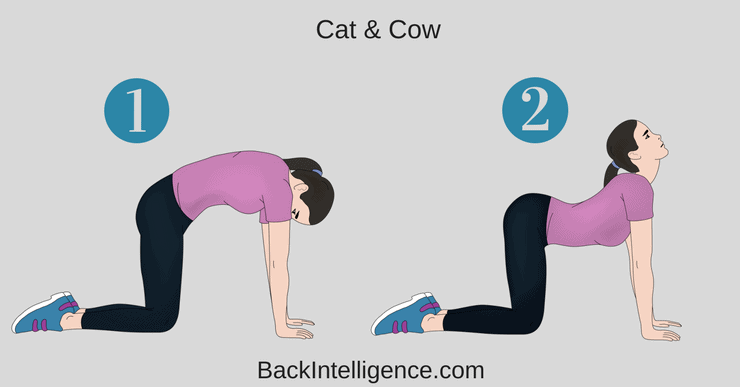 cat cow stretch