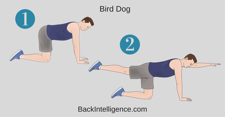 Bird Dog Exercise