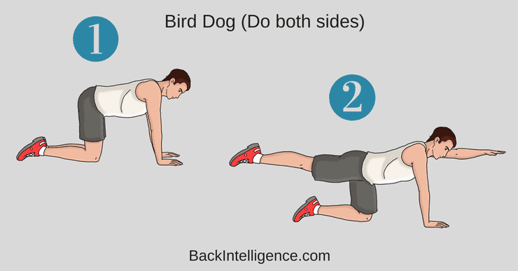 https://backintelligence.com/wp-content/uploads/2018/01/Bird-dog.webp