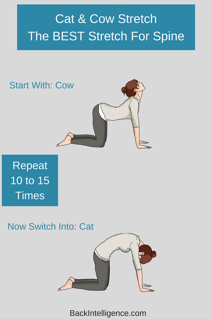 Cat cow outlet stretch