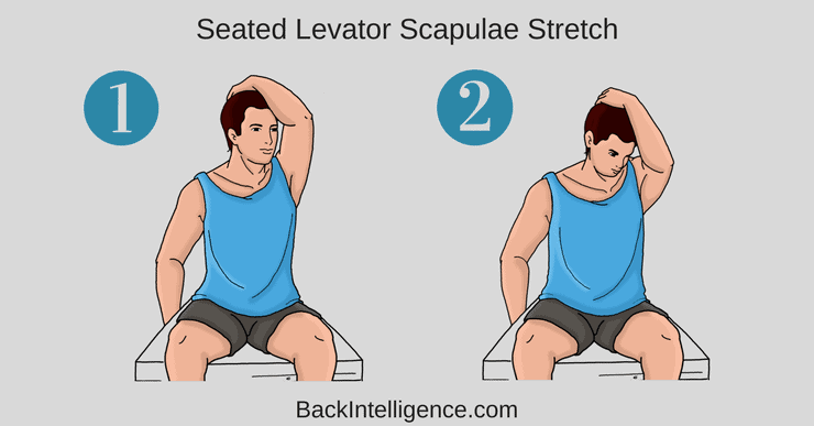 Levator Scapulae