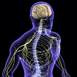 Nervous system